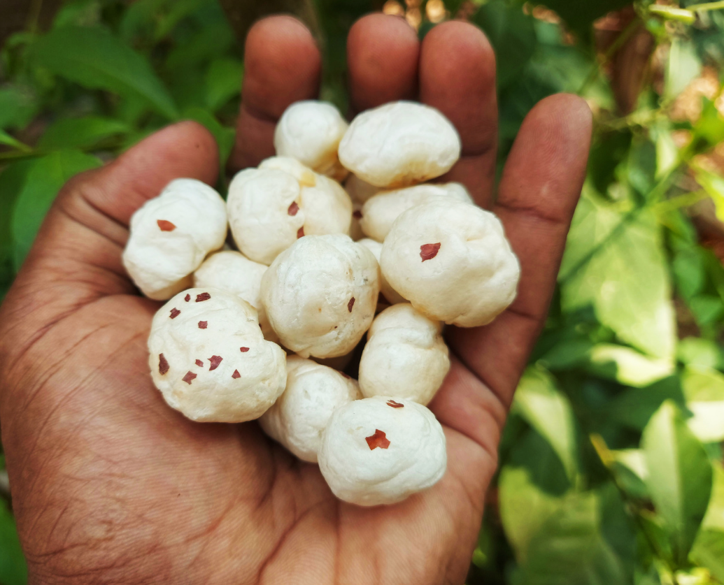 Hand holding popped makhana kernels