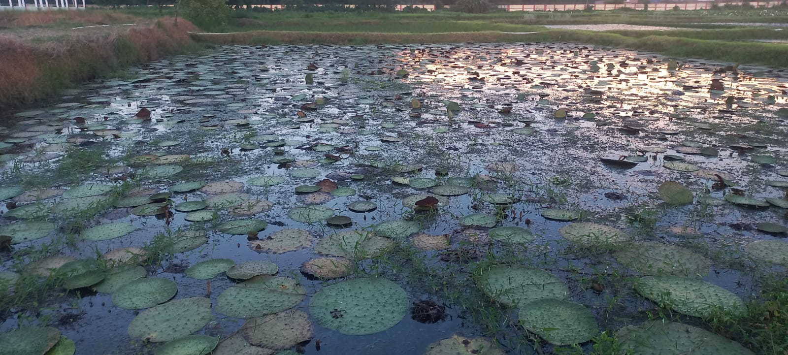 Makhana pond cultivation